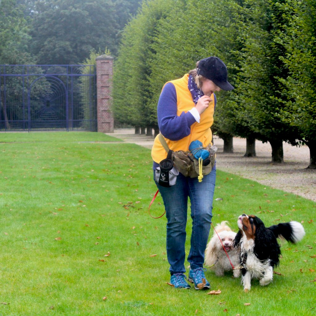 Hundetraining im Park