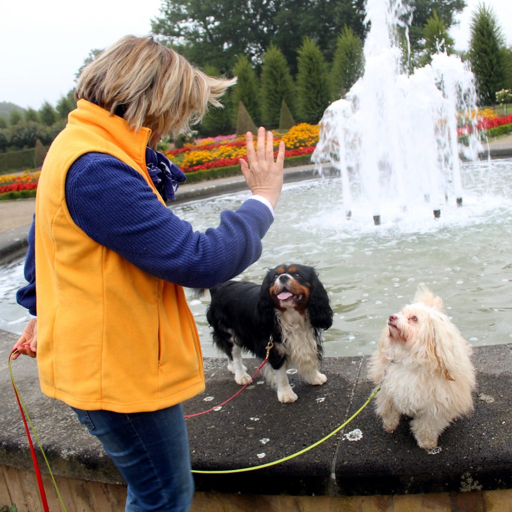 Hundetraining vor Brunnen